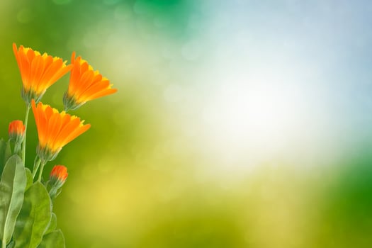 calendula flowers on a background of the summer landscape. photo