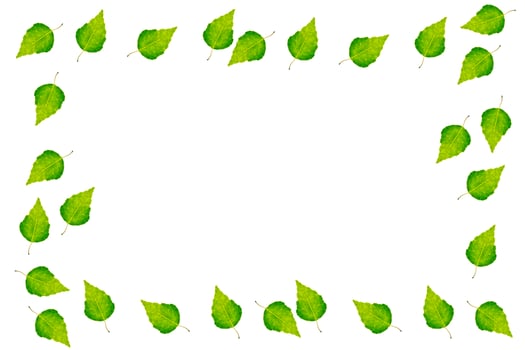 Green birch branch photo
