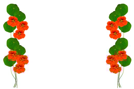 Autumn nasturtium flowers isolated on white background. photo