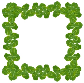 green clover leaves isolated on white background. St.Patrick 's Day photo