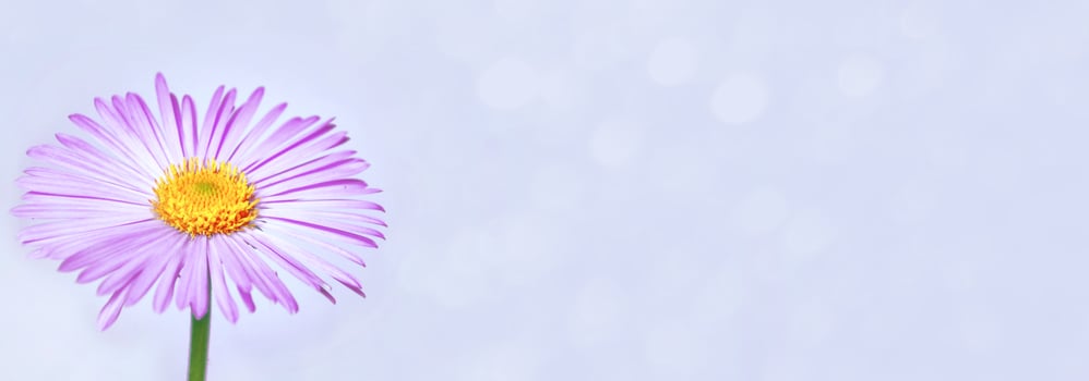 Colorful chrysanthemum flowers on a background of the autumn landscape photo