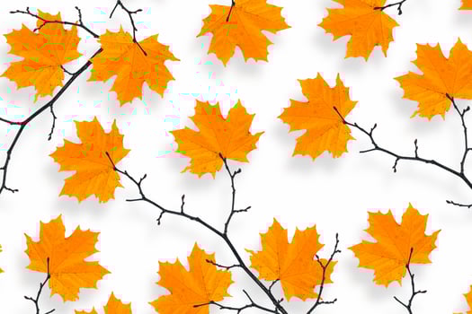 Bright colorful autumn leaves photo