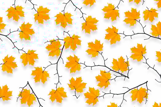 Bright colorful autumn leaves photo