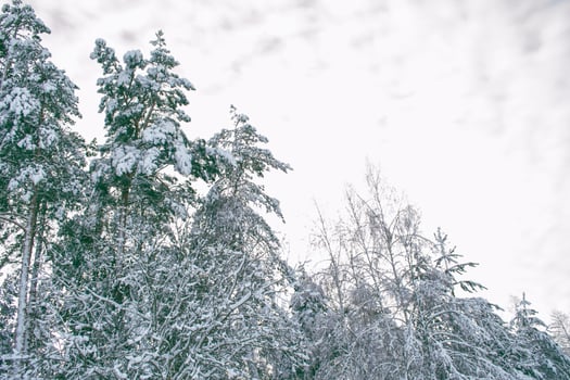 Frozen winter forest with snow covered trees. photo
