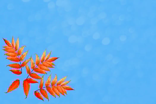 Isolated bright autumn leaves. Natural patterns. photo