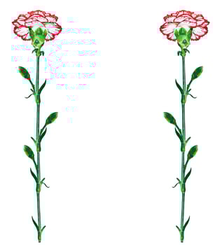 Colorful carnation flowers isolated on white background. photo