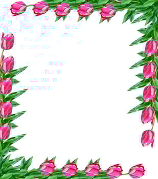 spring flowers tulips isolated on white background. photo