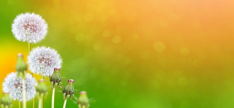 Fluffy dandelion flower against the background of the summer landscape. photo