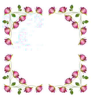 flower buds of roses isolated on white background photo