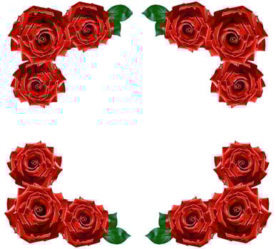 Flower bud roses on a white background photo