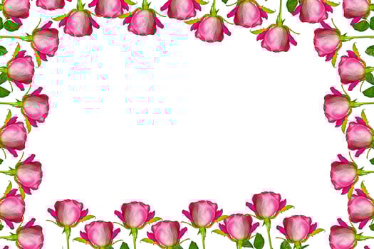 Flower bud roses on a white background photo