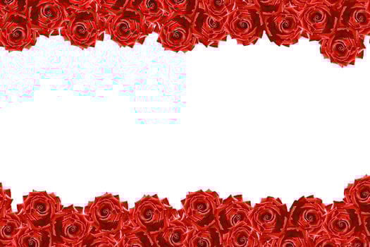 Flower bud roses on a white background photo