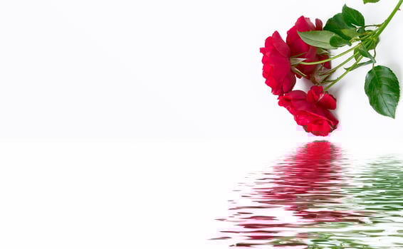 Flower bud roses on a white background photo