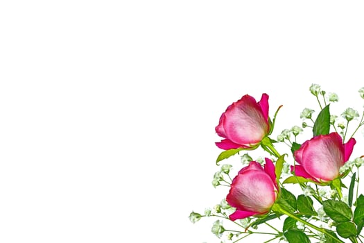Flower bud roses on a white background photo