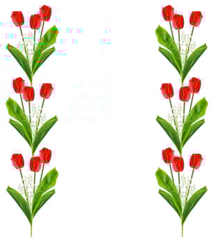 spring flowers tulips isolated on white background. photo