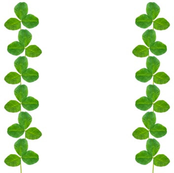 green clover leaves isolated on white background. St.Patrick 's Day photo
