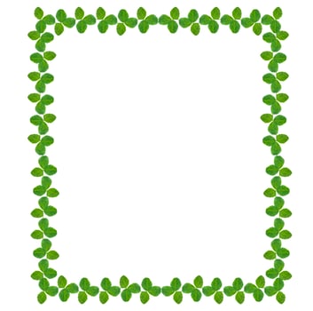 green clover leaves isolated on white background. St.Patrick 's Day photo