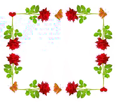 Flower bud roses on a white background photo