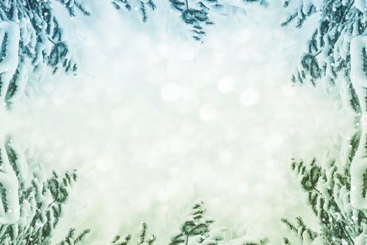 Frozen winter forest with snow covered trees. photo