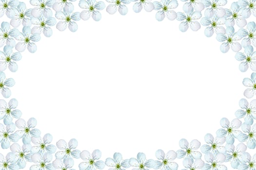 Flowering branch of apple isolated on a white background. Spring photo