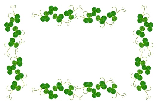 leaf clover on white background. Green foliage. St.Patrick 's Day. photo