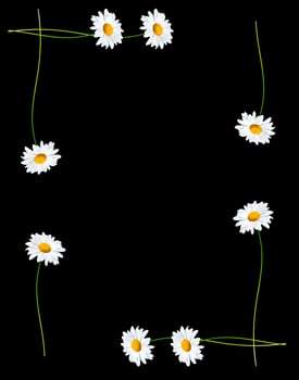 daisies summer white flower photo