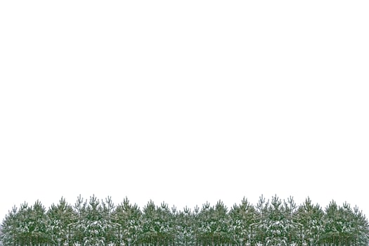 The branches of the snow covered tree Christmas tree photo