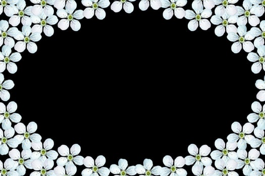 Flowering branch of apple isolated black background. photo