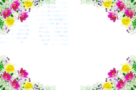 spring flowers tulips isolated on white background. photo
