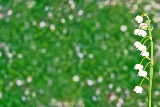 Spring landscape. flowers lily of the valley photo