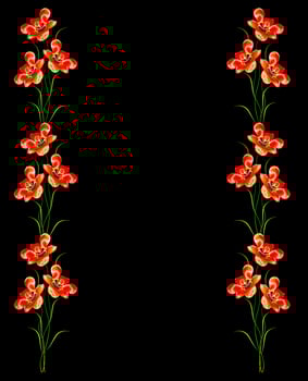 flowers tulips isolated on black background. photo
