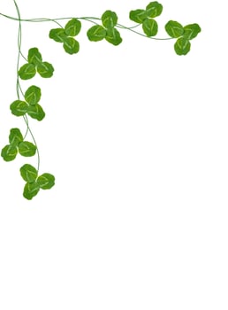 green clover leaves isolated on white background. St.Patrick 's Day photo