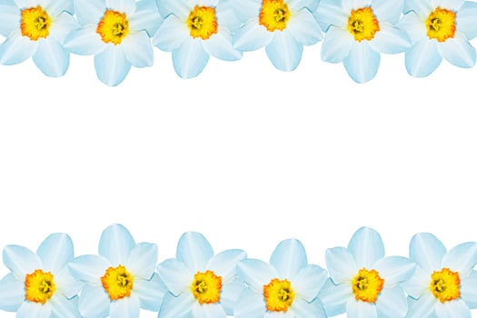 spring flowers narcissus isolated on white background photo