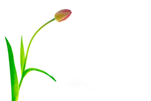 spring flowers tulips photo