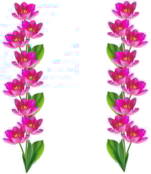 spring flowers tulips photo