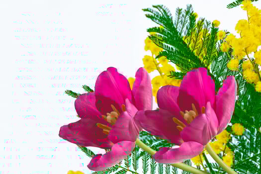 spring flowers tulips photo