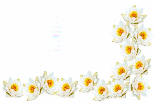 Flower water lily photo