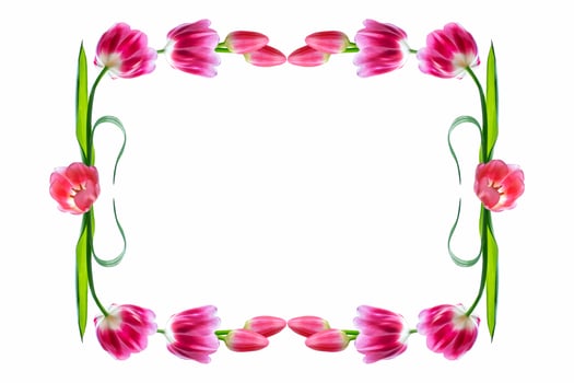 spring flowers tulips photo