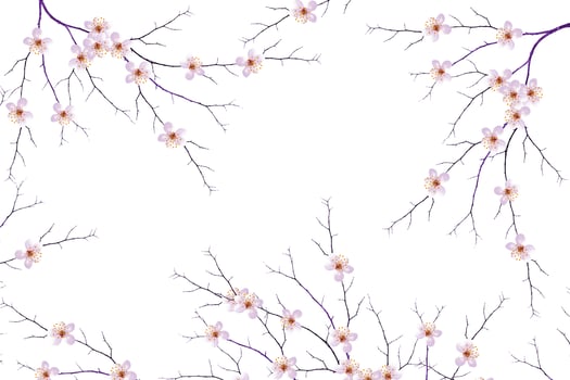 Flowering branch of cherry isolated on a white background. photo