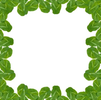 green clover leaves isolated on white background. St.Patrick 's Day photo