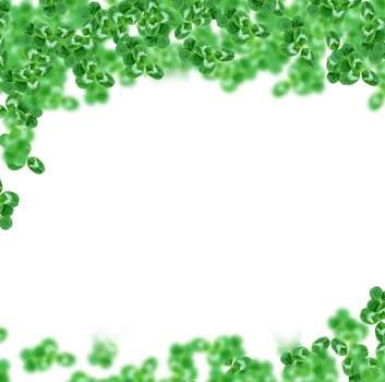 green clover leaves isolated on white background. St.Patrick 's Day photo