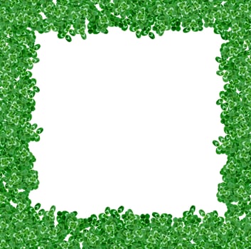 green clover leaves isolated on white background. St.Patrick 's Day photo