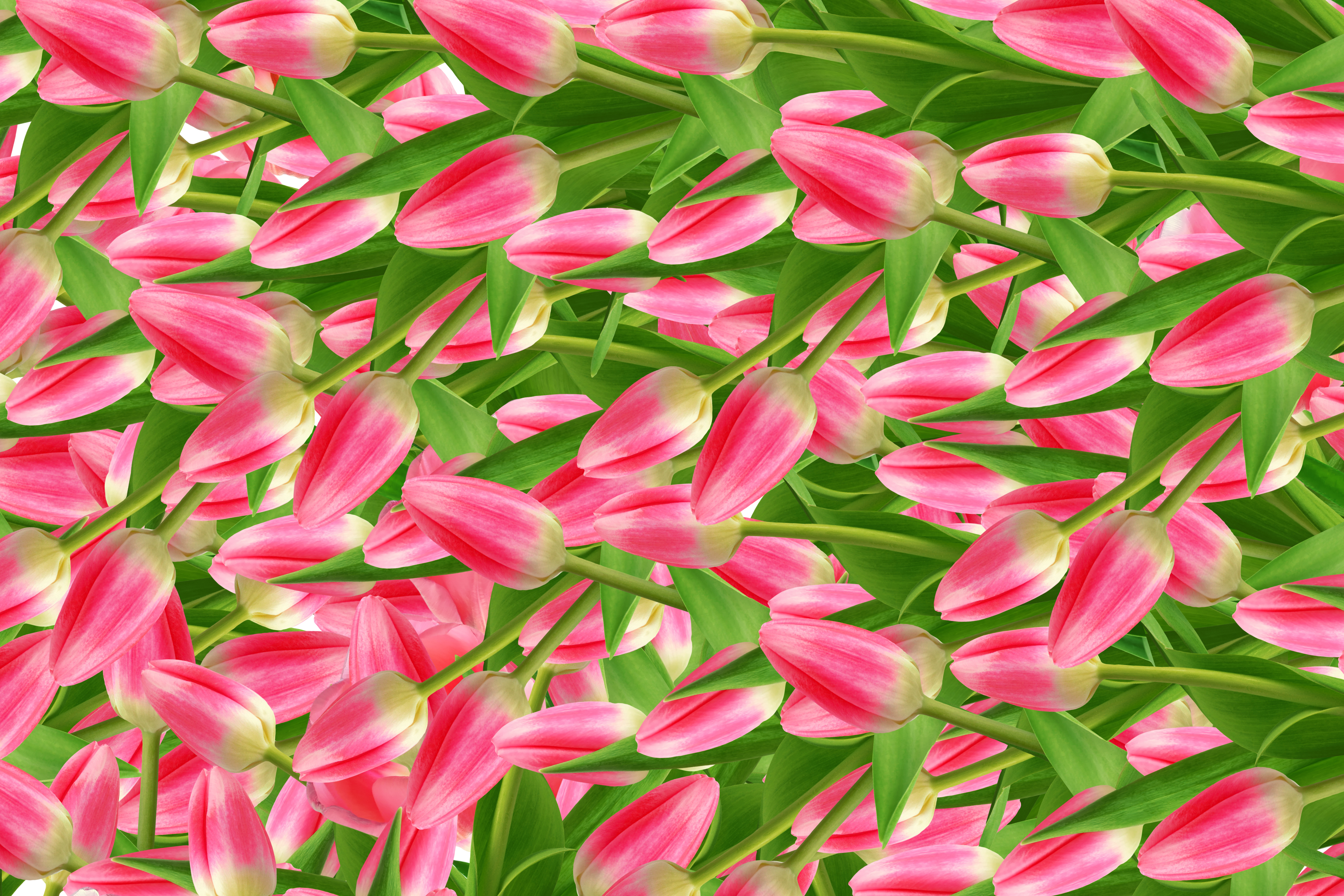 spring flowers tulips photo
