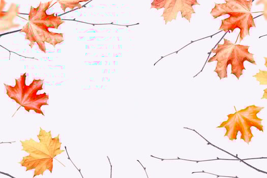 Autumn background with bright colorful leaves. photo