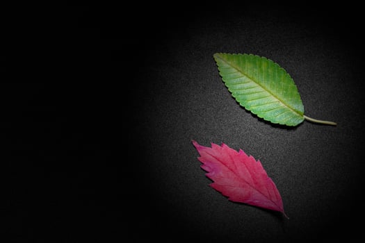green and red elm tree leaves on black background photo