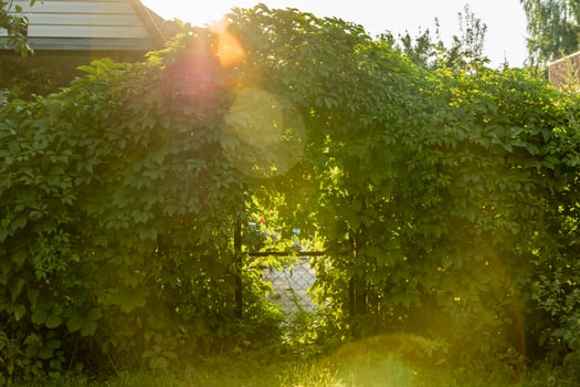 closed Metal Gate And Virginia Creeper Parthenocissus Quinquefolia Covered Fences In Summer Garden. photo
