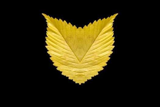 shape of owl head from yellow leaves photo
