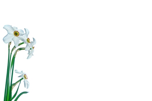 spring flowers narcissus isolated on white background photo