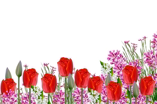 Floral background of bright isolated spring flowers photo