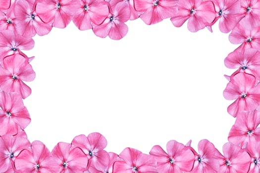 phlox isolated on a white background. Colorful flowers. photo